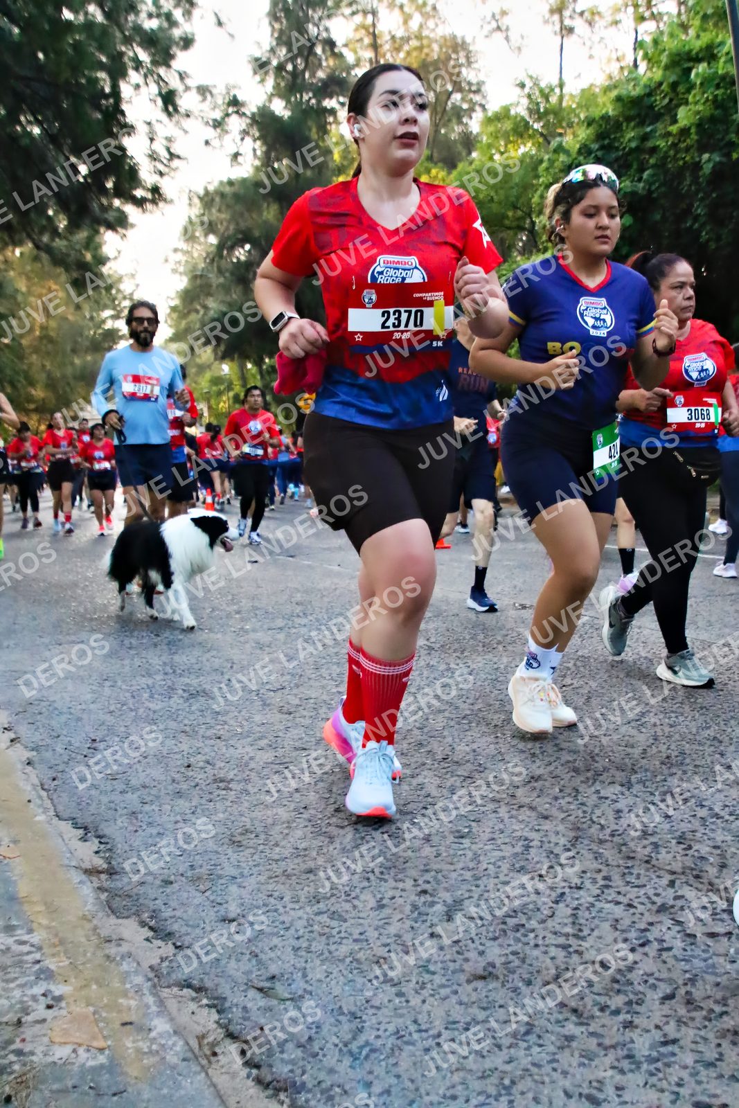 Foto de la CARRERA BIMBO GLOBAL RACE GUADALAJARA en Centro Comercial Andares, Blvd. Puerta de Hierro 4965, Zapopan a las 06:58 · dorsal 3068, 2370, 2817