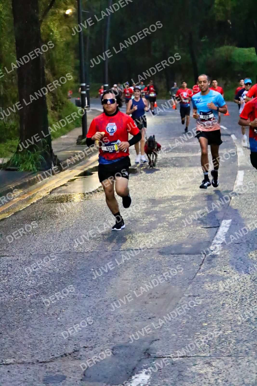 Foto de la CARRERA BIMBO GLOBAL RACE GUADALAJARA en Centro Comercial Andares, Blvd. Puerta de Hierro 4965, Zapopan a las 06:37 · dorsal 4260, 4929