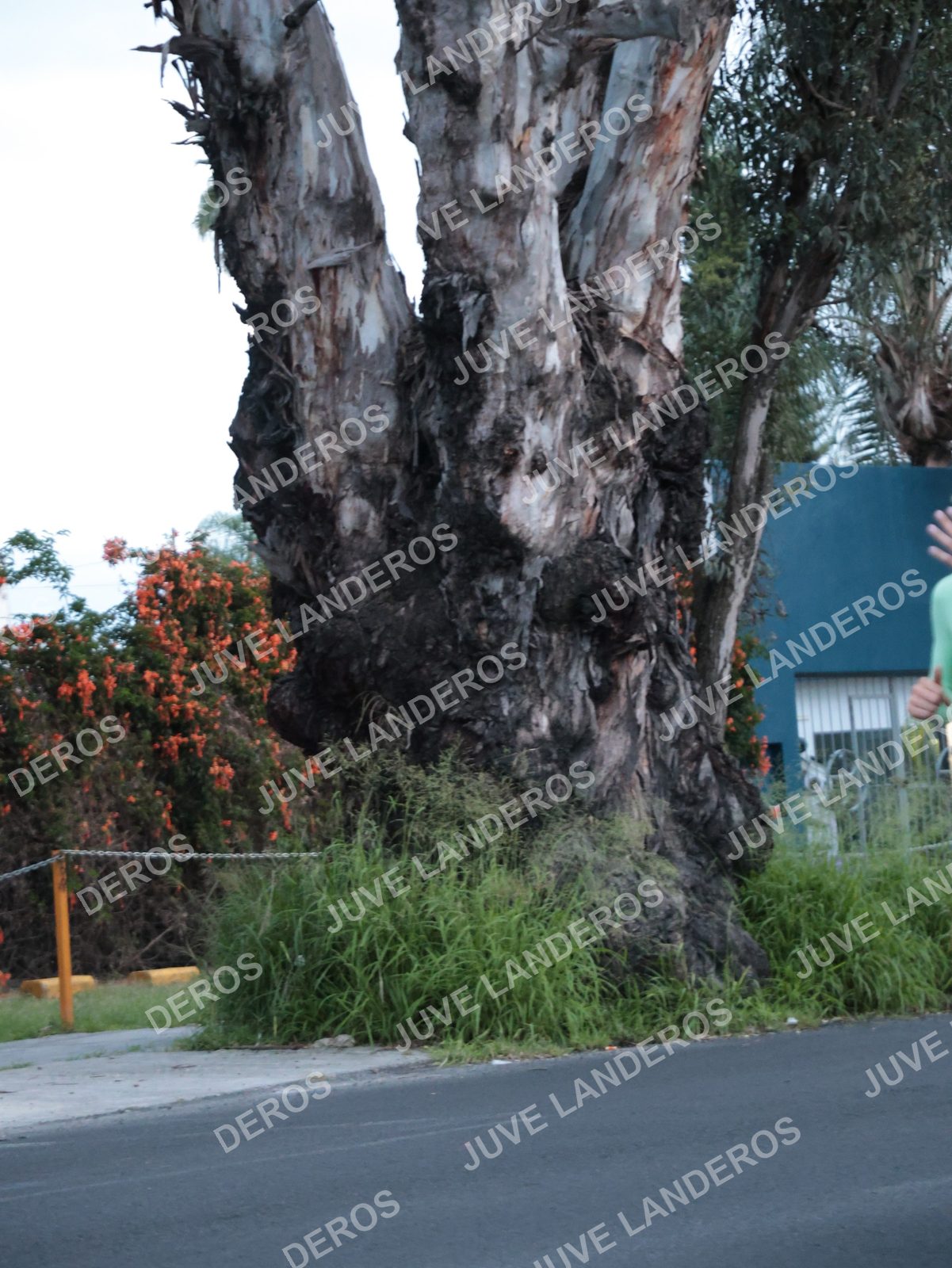 Foto del CIRCUITO DE LAS ESTACIONES OTOÑO GUADALAJARA en frente a Expo Guadalajara, Av. Mariano Otero 1499 a las 06:58