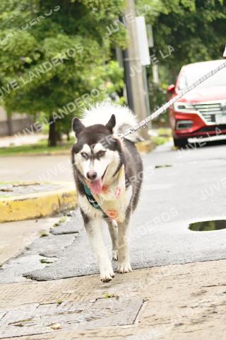Foto del MEDIO MARATÓN ATLAS a las 08:39