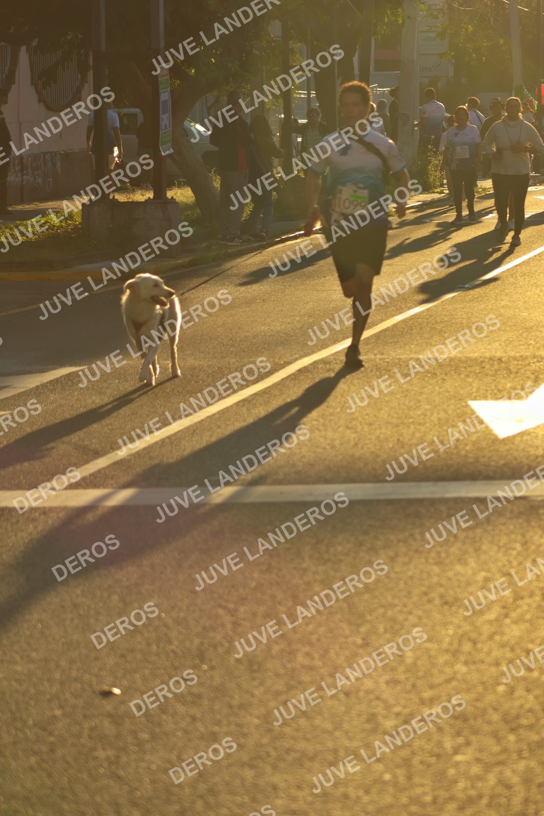 Foto del SERIAL DE CARRERAS DE GUADALAJARA — FECHA AV. NORMALISTAS en Vía RecreActiva Metropolitana, Av. Normalistas, Jardines Alcalde, Guadalajara a las 07:17 · dorsal 99