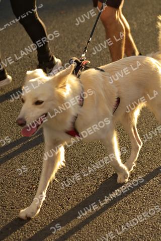 Foto del SERIAL DE CARRERAS DE GUADALAJARA — FECHA AV. NORMALISTAS a las 07:20