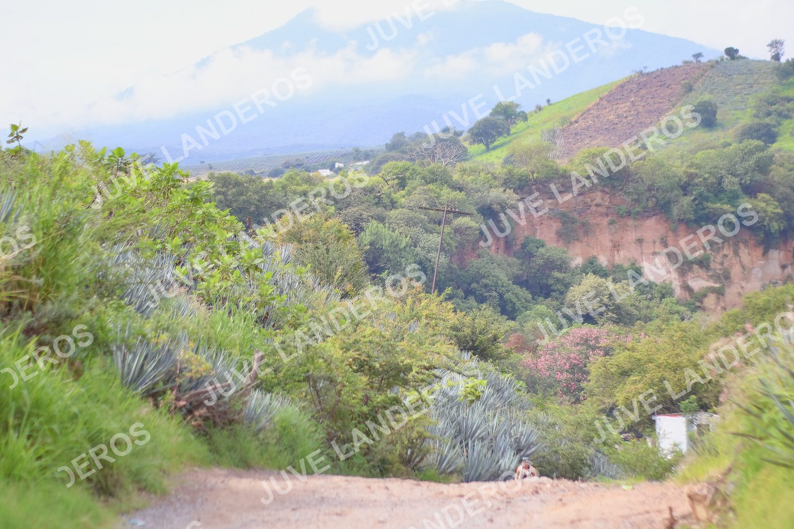 Foto del ULTRA TEQUILA 2026 en Tequila, Jalisco a las 09:55 · Ruta