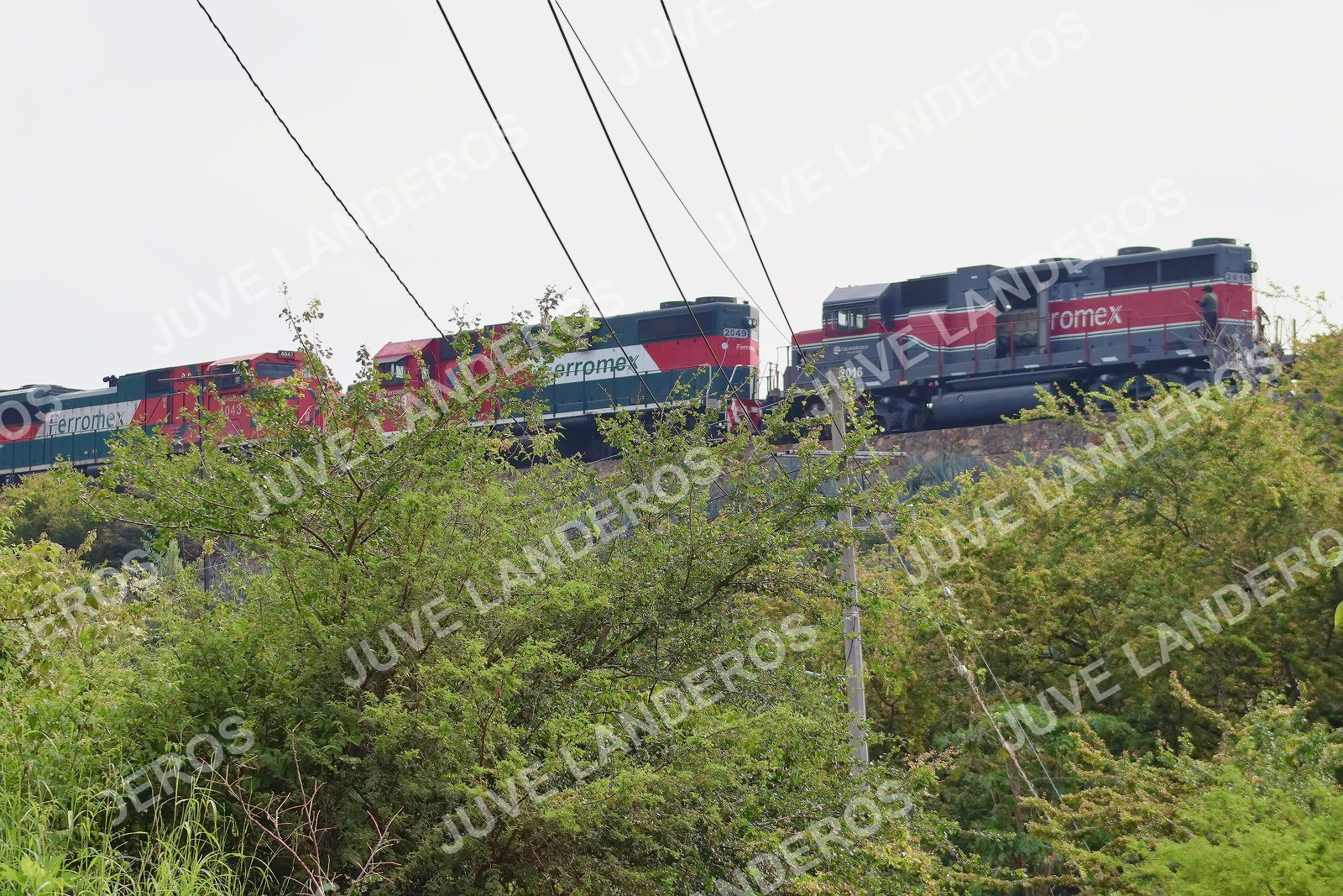 Foto del ULTRA TEQUILA 2026 en Tequila, Jalisco a las 09:48 · Ruta · dorsal 2049, 43, 2016