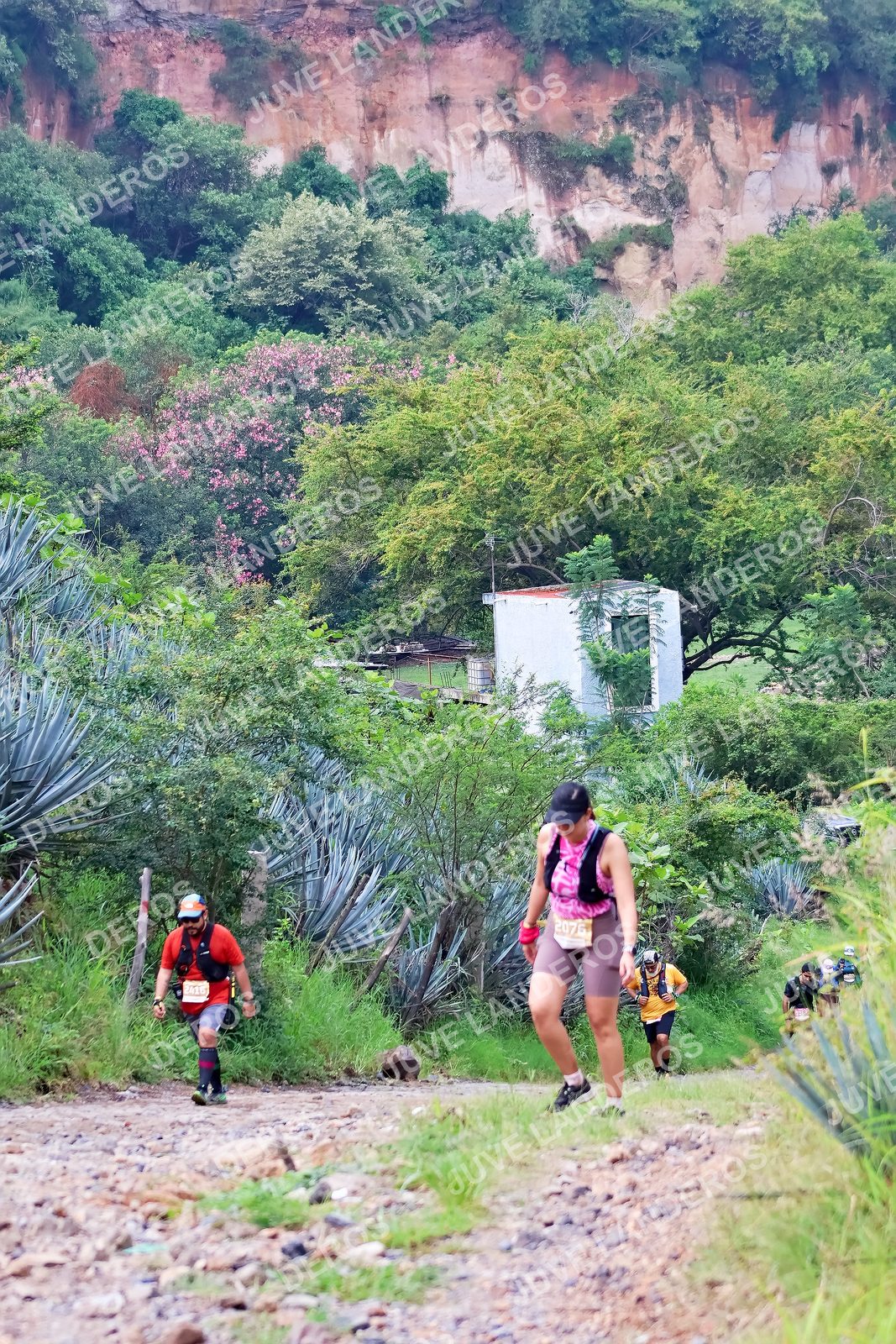 Foto del ULTRA TEQUILA 2026 en Tequila, Jalisco a las 09:51 · Ruta · dorsal 2076, 2415