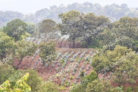 Foto del ULTRA TEQUILA 2026 a las 07:42